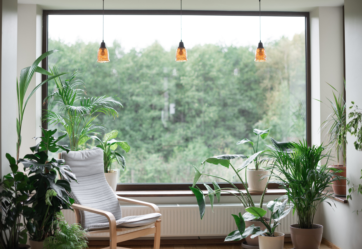 Luftreinigende Zimmerpflanzen für ein gutes Raumklima