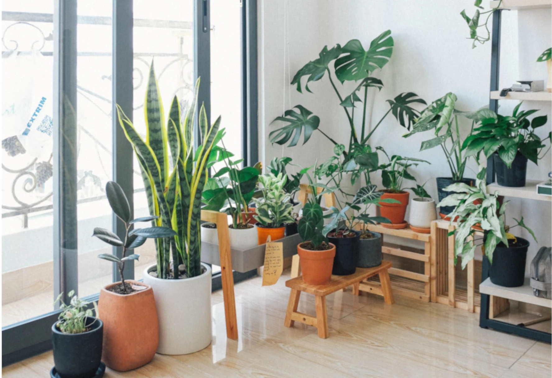 Wie kann man Pflanzen zu Hause aufstellen? Verwenden Sie die Schränke und auch den Bücherschrank 